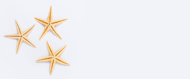 istock Three starfish on a white background. Top view, flat lay. Banner 1359648217