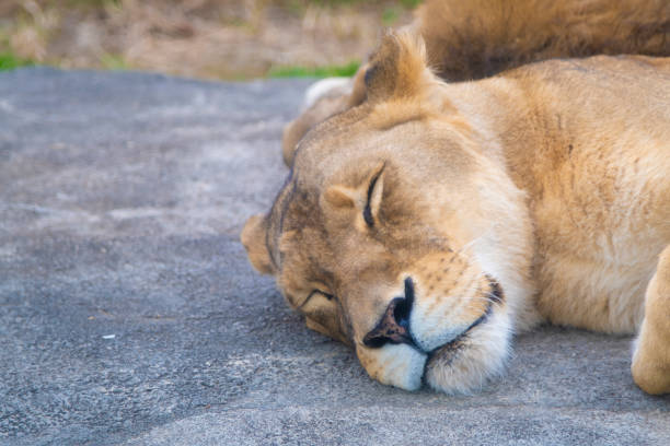 istock Female lion who is taking a nap 1359652619