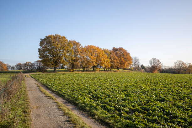 Krefeld-Traar - View from Egelsberg-Windmill  with autumn colored trees, North Rhine Westphalia, Germany, 29.11.2019