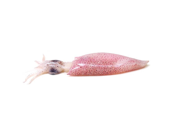 istock raw squid fresh seafood isolated on white background 1359656577
