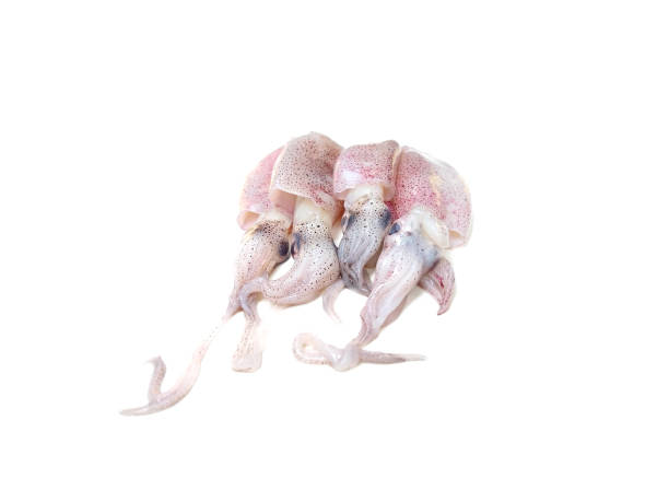 istock raw squid fresh seafood isolated on white background 1359656600