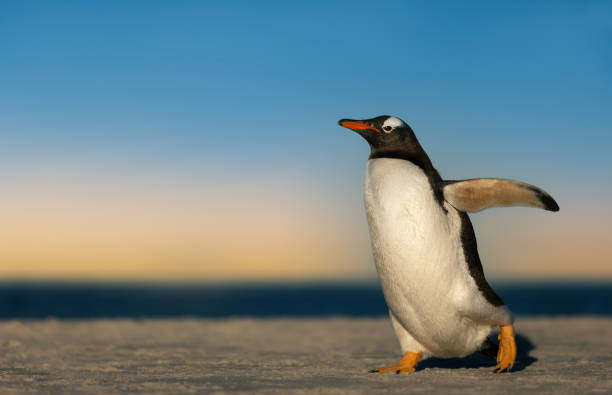 istock Gentoo penguin walking on a sandy coast at sunset 1359656961