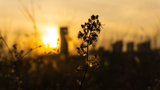 The View of Sunset