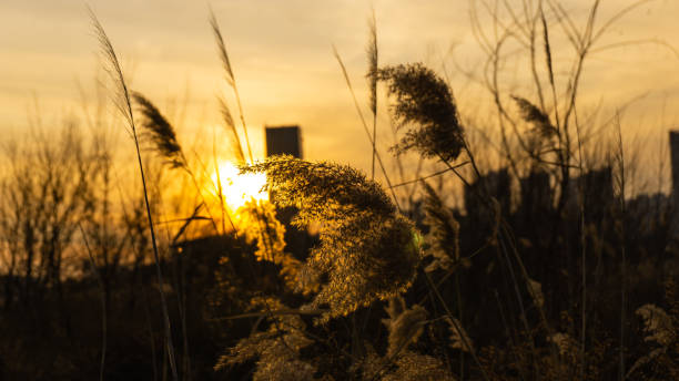 istock The View of Sunset 1359657018