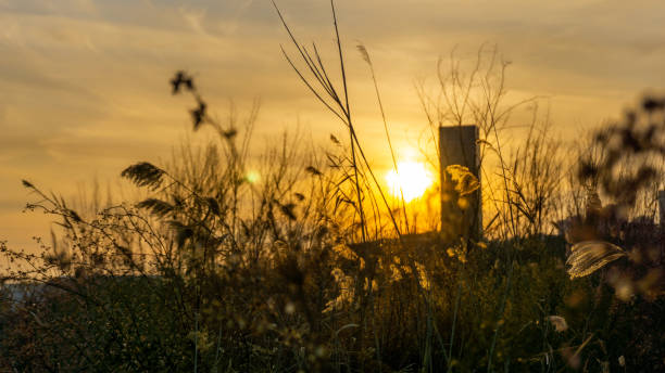 The View of Sunset