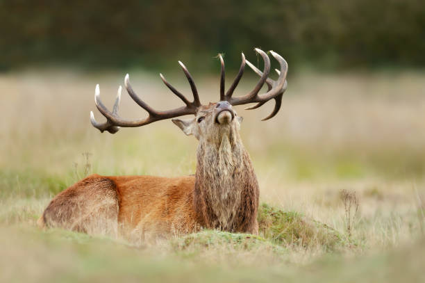 istock Close up of a red deer stag lying on grass 1359657062
