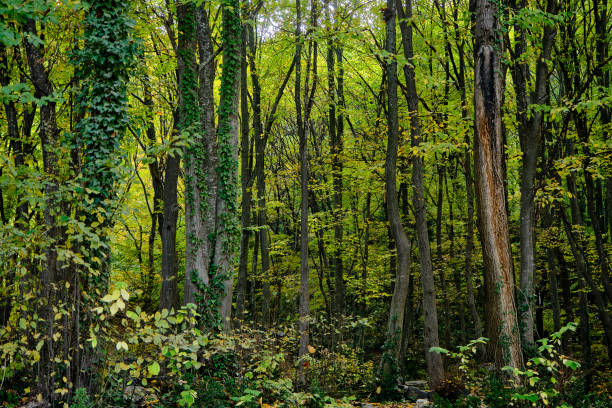 molti tipi di alberi, foresta in primavera, - tropical rain forest foto e immagini stock