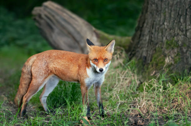 istock Close up of a Red fox in forest 1359657328