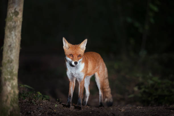 istock Close up of a Red fox in forest at night 1359657803