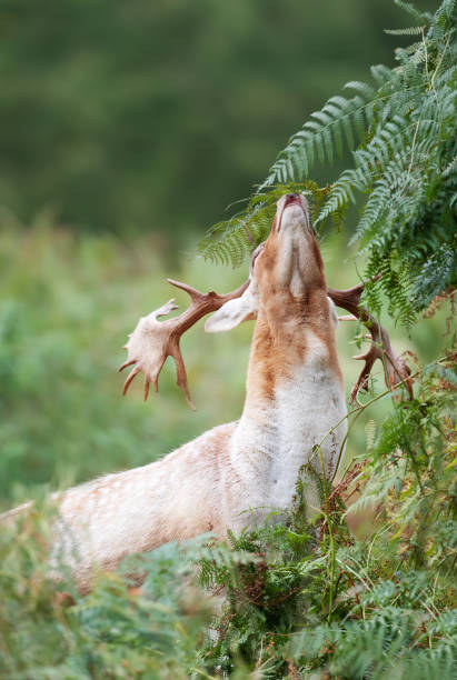 fallow deer stag smelling bracken in autumn - richmond park imagens e fotografias de stock