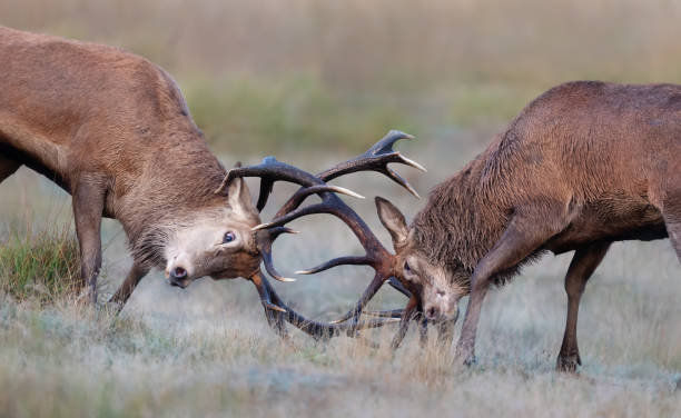 istock Red deer stags fighting during rutting season in autumn 1359657885