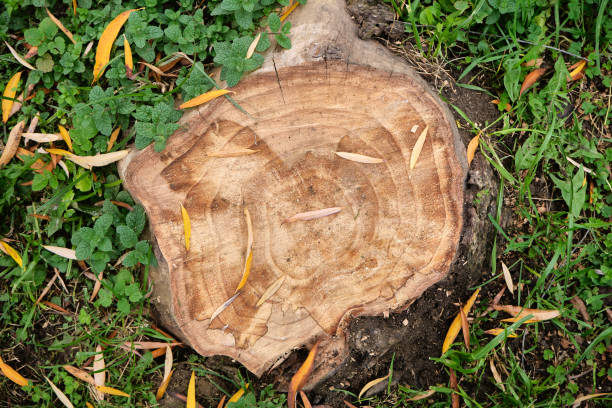 istock Cut wooden tree, body of tree is cut and dried leaf on it. 1359657898