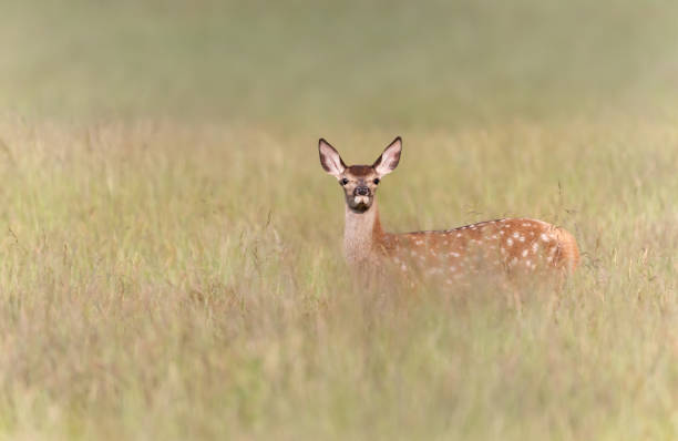 red deer calf standing in a meadow in summer - richmond park imagens e fotografias de stock