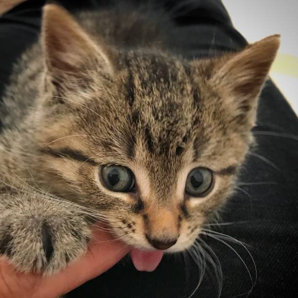 istock Cute kitten sticking it’s tongue out while being stroked 1359659399