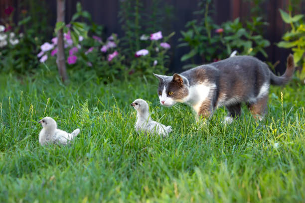 istock Gray cat hunts two Ameraucana chickens 1359660533