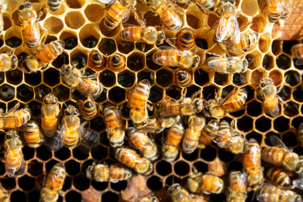 istock Bees convert nectar into honey and care for larvae. 1359661356