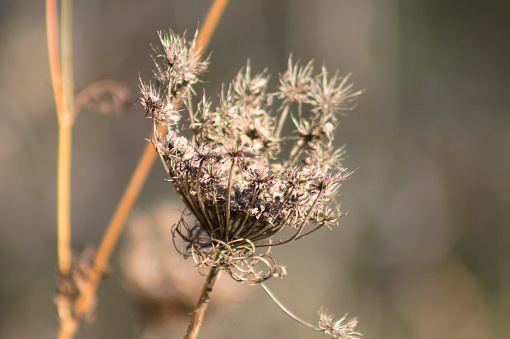 Wild carrot dried seeds close-up view with blurred background