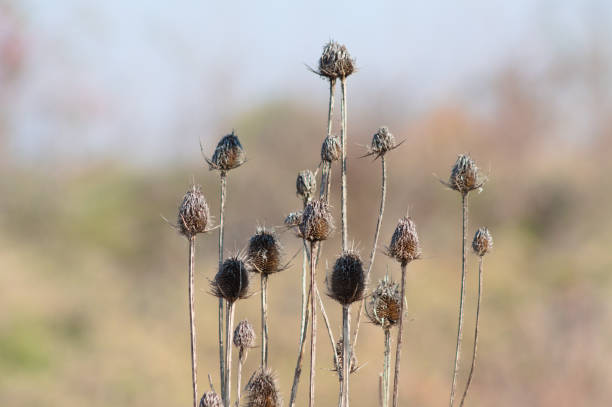 istock Autumnal dried brown wild teasel seeds closeup view with blurred background 1359661719