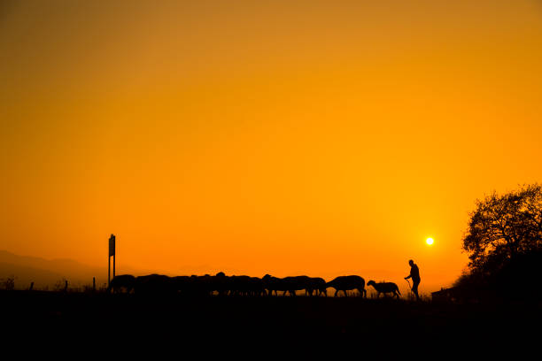 istock Shepherd and sheep at sunset, photo taken with back light. 1359662350