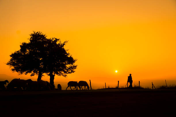 istock Shepherd and sheep at sunset, photo taken with back light. 1359662543