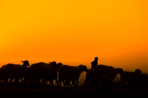 istock Shepherd and sheep at sunset, photo taken with back light. 1359662573
