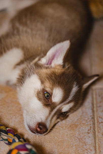 istock She is Tokyo 1359663477