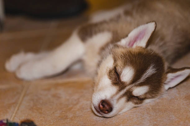 istock She is Tokyo 1359663480