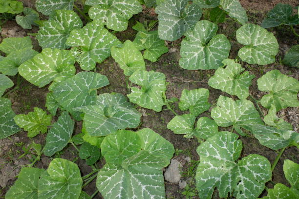 cucurbita maxima lub squash dyniowy, jest jednym z najbardziej zróżnicowanych gatunków udomowionych. oba gatunki hybrydyzują się dość łatwo, ale mają zauważalnie różne poziomy wapnia. liść cucurbita w gospodarstwie. - hybridize zdjęcia i obrazy z banku zdjęć