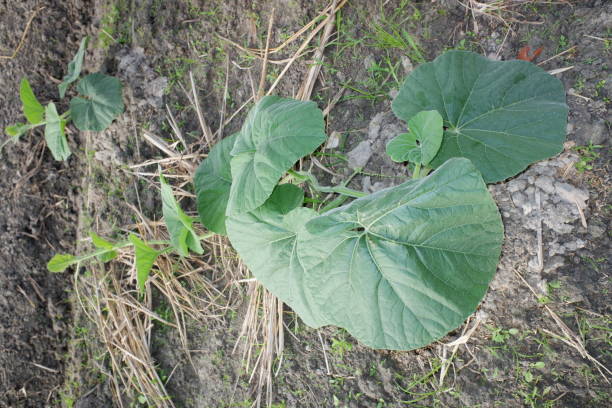 cucurbita maxima lub squash dyniowy, jest jednym z najbardziej zróżnicowanych gatunków udomowionych. oba gatunki hybrydyzują się dość łatwo, ale mają zauważalnie różne poziomy wapnia. liść cucurbita w gospodarstwie. - hybridize zdjęcia i obrazy z banku zdjęć