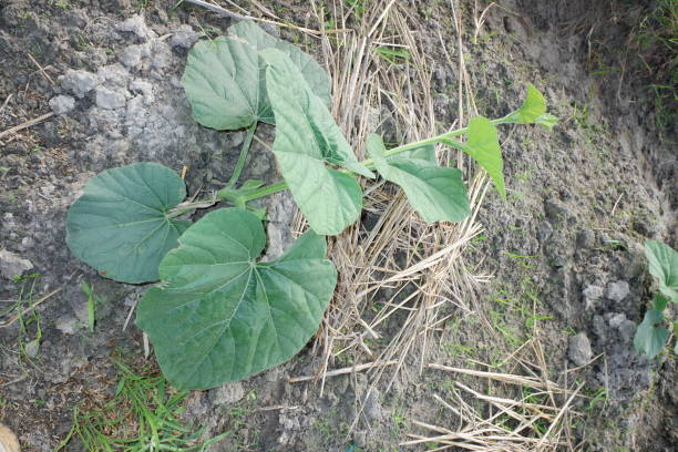 cucurbita maxima lub squash dyniowy, jest jednym z najbardziej zróżnicowanych gatunków udomowionych. oba gatunki hybrydyzują się dość łatwo, ale mają zauważalnie różne poziomy wapnia. liść cucurbita w gospodarstwie. - hybridize zdjęcia i obrazy z banku zdjęć