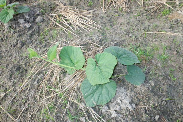 cucurbita maxima lub squash dyniowy, jest jednym z najbardziej zróżnicowanych gatunków udomowionych. oba gatunki hybrydyzują się dość łatwo, ale mają zauważalnie różne poziomy wapnia. liść cucurbita w gospodarstwie. - hybridize zdjęcia i obrazy z banku zdjęć