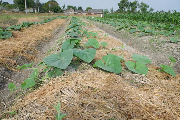 cucurbita maxima lub squash dyniowy, jest jednym z najbardziej zróżnicowanych gatunków udomowionych. oba gatunki hybrydyzują się dość łatwo, ale mają zauważalnie różne poziomy wapnia. liść cucurbita w gospodarstwie. - hybridize zdjęcia i obrazy z banku zdjęć