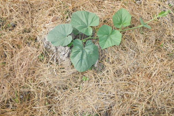 cucurbita maxima lub squash dyniowy, jest jednym z najbardziej zróżnicowanych gatunków udomowionych. oba gatunki hybrydyzują się dość łatwo, ale mają zauważalnie różne poziomy wapnia. liść cucurbita w gospodarstwie. - hybridize zdjęcia i obrazy z banku zdjęć