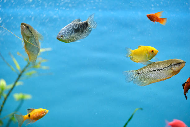 coloridos peces exóticos nadando en un acuario de aguas azules profundas con plantas tropicales verdes - vitality sea aquatic atoll fotografías e imágenes de stock