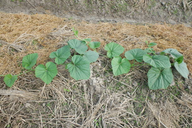 cucurbita maxima lub squash dyniowy, jest jednym z najbardziej zróżnicowanych gatunków udomowionych. oba gatunki hybrydyzują się dość łatwo, ale mają zauważalnie różne poziomy wapnia. liść cucurbita w gospodarstwie. - hybridize zdjęcia i obrazy z banku zdjęć