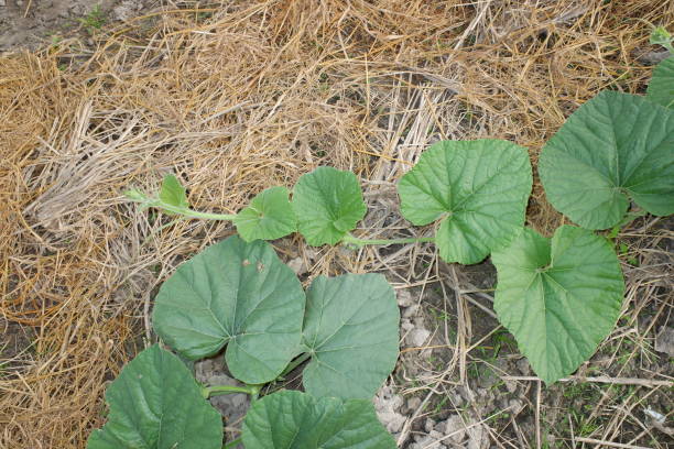 cucurbita maxima lub squash dyniowy, jest jednym z najbardziej zróżnicowanych gatunków udomowionych. oba gatunki hybrydyzują się dość łatwo, ale mają zauważalnie różne poziomy wapnia. liść cucurbita w gospodarstwie. - hybridize zdjęcia i obrazy z banku zdjęć