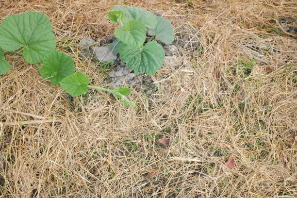 cucurbita maxima lub squash dyniowy, jest jednym z najbardziej zróżnicowanych gatunków udomowionych. oba gatunki hybrydyzują się dość łatwo, ale mają zauważalnie różne poziomy wapnia. liść cucurbita w gospodarstwie. - hybridize zdjęcia i obrazy z banku zdjęć