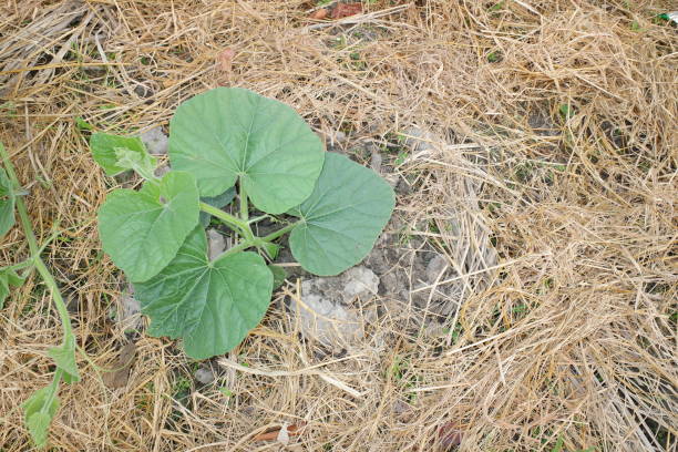 쿠쿠르비타 막시마 또는 호박 스쿼시는 가장 다양한 길들여진 종 중 하나입니다. 두 종은 아주 쉽게 혼성하지만 눈에 띄게 다른 칼슘 수준을 가지고있다. 농장에서 쿠쿠니타 잎. - hybridize 뉴스 사진 이미지