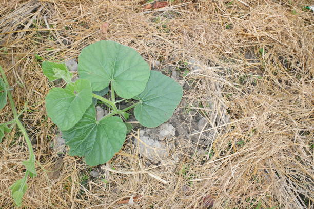 cucurbita maxima lub squash dyniowy, jest jednym z najbardziej zróżnicowanych gatunków udomowionych. oba gatunki hybrydyzują się dość łatwo, ale mają zauważalnie różne poziomy wapnia. liść cucurbita w gospodarstwie. - hybridize zdjęcia i obrazy z banku zdjęć