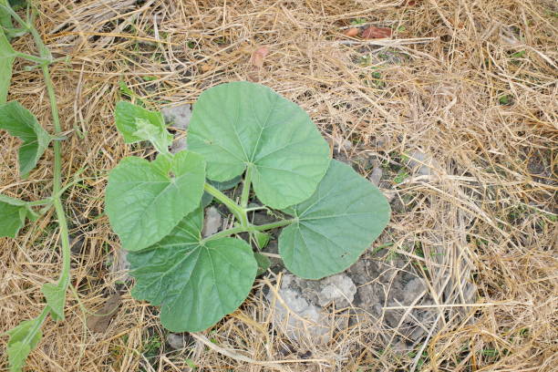 쿠쿠르비타 막시마 또는 호박 스쿼시는 가장 다양한 길들여진 종 중 하나입니다. 두 종은 아주 쉽게 혼성하지만 눈에 띄게 다른 칼슘 수준을 가지고있다. 농장에서 쿠쿠니타 잎. - hybridize 뉴스 사진 이미지