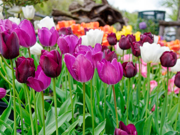 istock Violet tulips in Amsterdam Neatherlands 1359669690