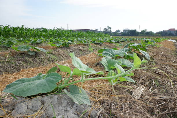 cucurbita maxima lub squash dyniowy, jest jednym z najbardziej zróżnicowanych gatunków udomowionych. oba gatunki hybrydyzują się dość łatwo, ale mają zauważalnie różne poziomy wapnia. liść cucurbita w gospodarstwie. - hybridize zdjęcia i obrazy z banku zdjęć