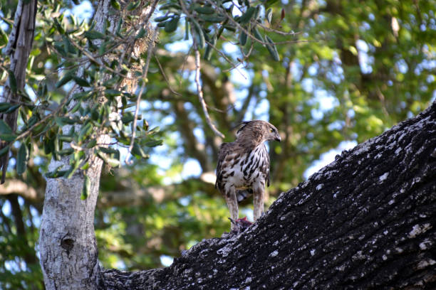 istock Sri Lanka, yala National Park, safari, eagle 1359669737