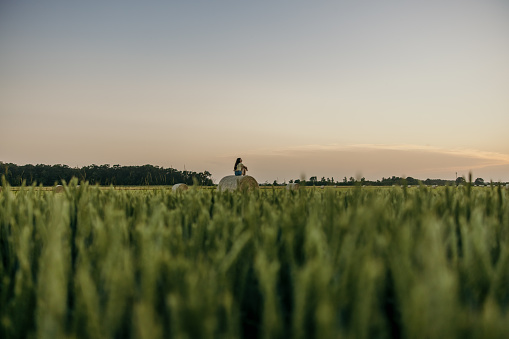Fresh grown field with focus on a young woman with long brown hair sitting in the crouch alone on a hay ball in the background enjoying the sunset,thinking about life,horizontal