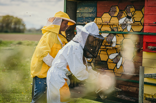 Two beekeeper woman with yellow and white protective suit in front of beehive house,the front woman prepares to use a bee smoker,a lot of bees flying around on the left side,smiling facial expression,horizontal