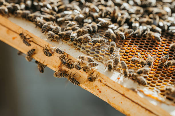 ミツバチがたくさん入ったハニカムのクローズアップ - worker bees ストックフォトと画像