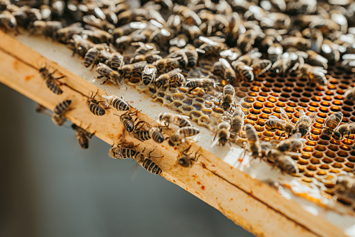 close-up of honey bees on the edge of an open wooden beehive on a sunny day, Apitherapy\