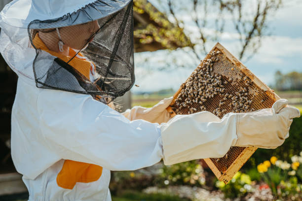 istock Young beekeeper woman with protective suit holds a honeycomb 1359671867