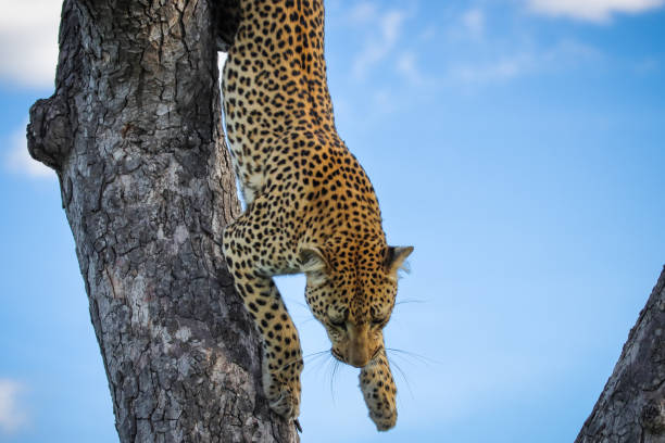 leopard jumping down a tree stock photo