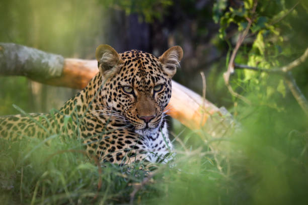 leopard hiding in the grass stock photo